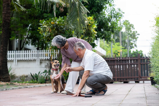 Two older adults enjoy a peaceful walk with their dog in a lush, suburban outdoor setting. The scene reflects active aging, pet companionship, emotional bonding, and a mindful lifestyle surrounded