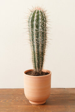 Cardon cactus in a terracotta pot on a rustic wooden table with a neutral wall background and soft natural indoor light.