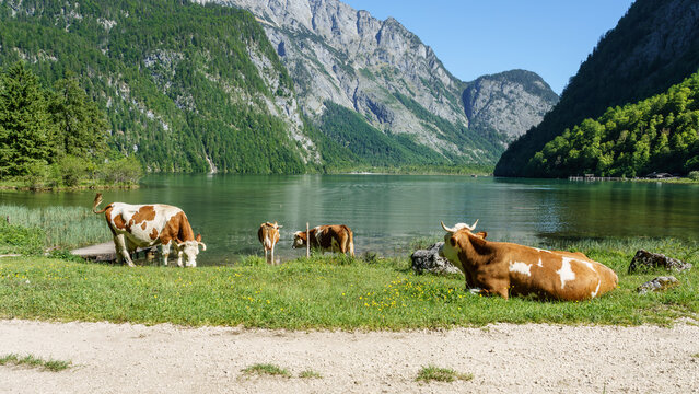 Freilaufende K&uuml;he am K&ouml;nigssee im Nationalpark Berchtesgaden