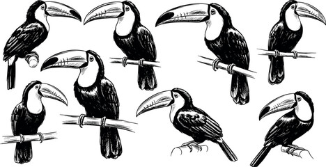 Detailed Hand Drawn Toucan Sketch Set with Vintage Ink Style Tropical Exotic Birds Perched on Branches for Rainforest Wildlife Graphic Designs © EdGe Creative