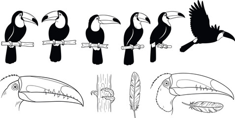 Tropical Toucan Bird Silhouette and Line Art Set with Exotic Jungle Aviary Profiles Perched on Branches and Flying for Wild Nature Graphic Designs © EdGe Creative