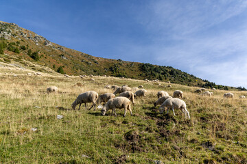 Fototapeta premium Mountain landscape with a flock of sheep in the Belledonne massif, French Alps