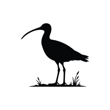 Curlew bird silhouette icon vector flat design.