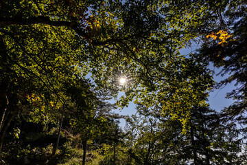Fototapeta premium Golden sunlight filtering through dense forest in the Chartreuse Massif, French Alps