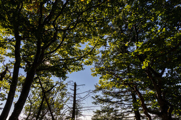 Fototapeta premium Forest landscape in the Chartreuse Massif, French Alps, Isère