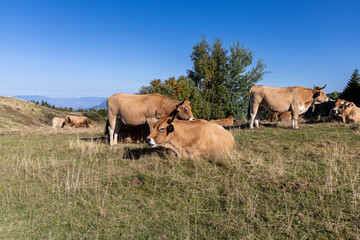 Cows grazing on alpine pastures at Mont Revard, Savoie, French Alps © clement