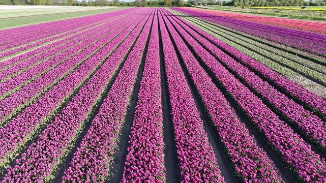 Fast aerial sprint across massive tulip fields