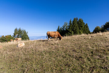 Cows grazing on alpine pastures at Mont Revard, Savoie, French Alps © clement