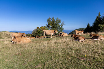 Cows grazing on alpine pastures at Mont Revard, Savoie, French Alps © clement