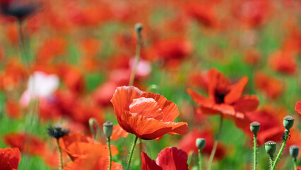 Fototapeta premium Close up of vibrant red poppy flowers blooming beautifully in a vast field in spring