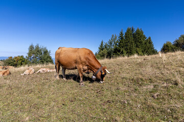 Cows grazing on alpine pastures at Mont Revard, Savoie, French Alps © clement