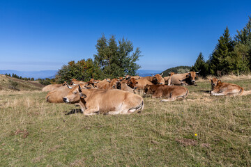 Cows grazing on alpine pastures at Mont Revard, Savoie, French Alps © clement