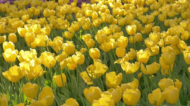 Vibrant yellow tulips bloom in a sunny park, showcasing spring beauty and nature's colors. Blooming tulips in the park, spring sunny day