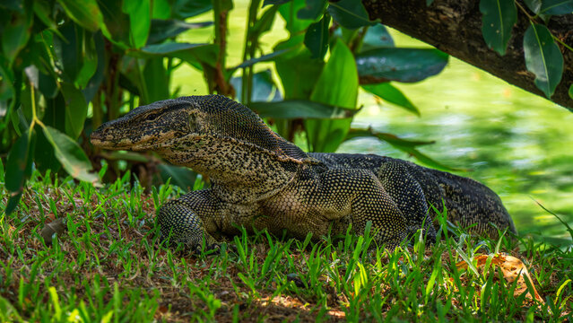 water monitor - Bindenwaran
