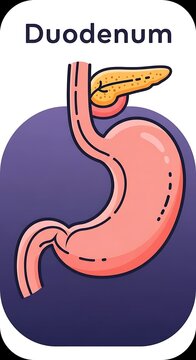 Anatomical illustration of the human duodenum in digestive system.