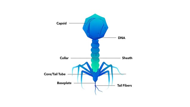 T2 Bacteriophage: A DNA Virus That Infects E. Coli