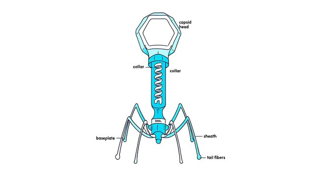 T2 Bacteriophage: A DNA Virus That Infects E. Coli