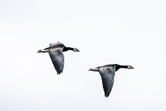 View of two barnacle geese flying with wings spread against a bright overcast sky at Varsolbukta, Svalbard, Svalbard and Jan Mayen.