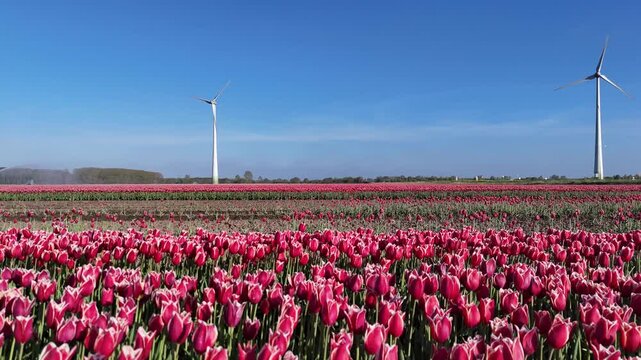 Close tulip level rise revealing giant flower farm