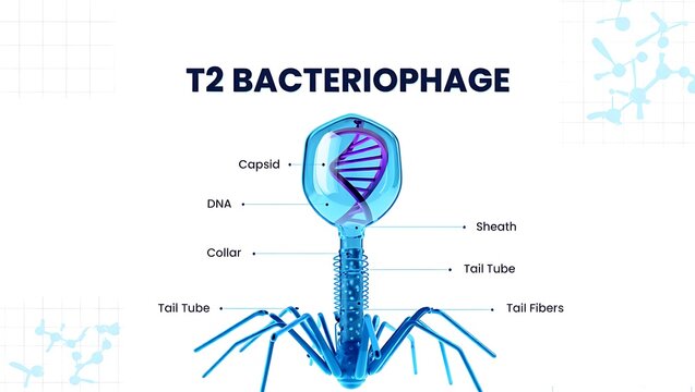 T2 Bacteriophage: A DNA Virus That Infects E. Coli