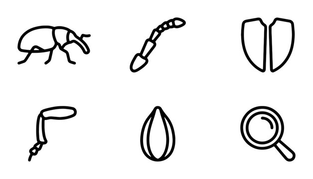 Insect Icons Set: Beetle, Antennae, Shield, Seed, Magnifying Glass, Vector Graphics
