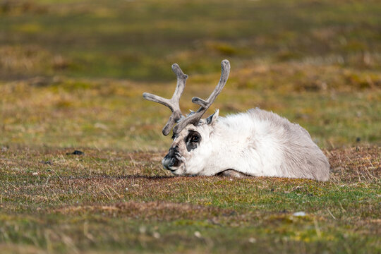 View of a Svalbard reindeer resting on the arctic tundra with its antlers in velvet at Varsolbukta, Svalbard, Svalbard and Jan Mayen.