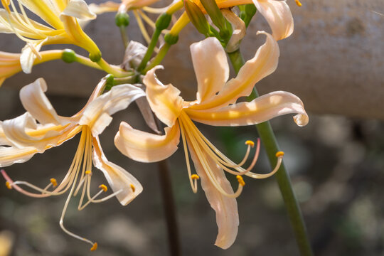Close up of beautiful cream colored golden spider lily flowers blooming elegantly in early autumn