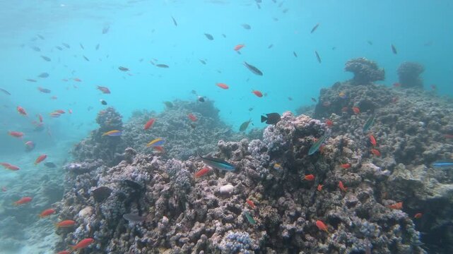 Coral reef fish are fish which live amongst or in close relation to coral reefs. Coral reefs form complex ecosystems with tremendous biodiversity. Among the myriad inhabitants	