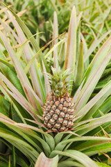 Obraz premium Upright pineapple growing on tropical parent plant