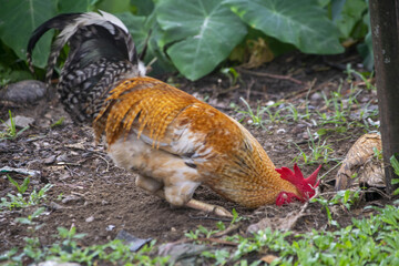 Fototapeta premium Rooster foraging for food in dirt with green foliage background 