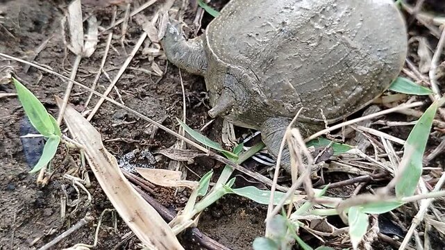 Softshell turtle (Trionychidae) is a unique freshwater wild animal known for its leathery shell and excellent swimming ability, commonly found in rivers and lakes across Asia.