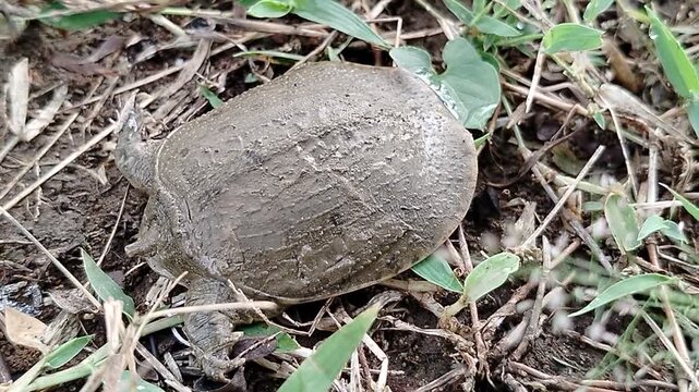 Softshell turtle (Trionychidae) is a unique freshwater wild animal known for its leathery shell and excellent swimming ability, commonly found in rivers and lakes across Asia.