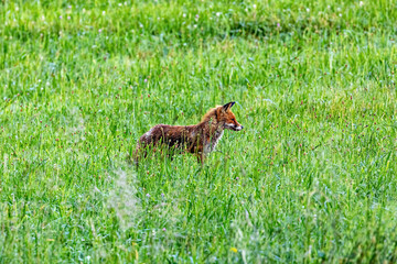Obraz premium Red fox in a meadow (Vulpes vulpes)
