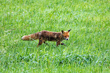 Obraz premium Red fox in a meadow (Vulpes vulpes)