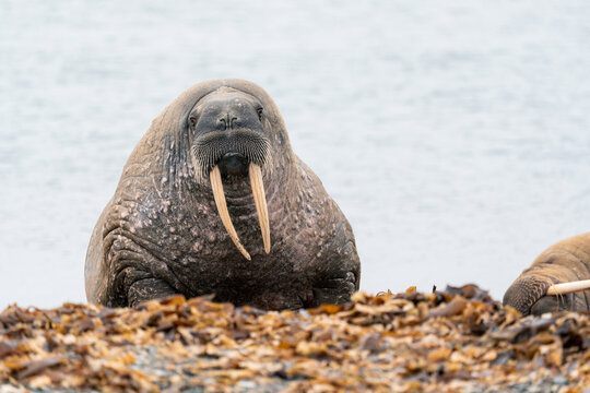 View of a walrus with long tusks looking at the camera while resting on a seaweed-covered beach at Poolepynten Svalbard, Svalbard and Jan Mayen.