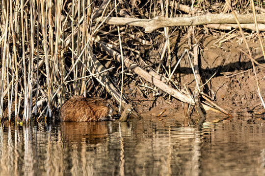 A musk rat among the reeds on the River Werra  (Ondatra zibethicus)