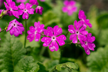 Obraz premium Vibrant pink primula flowers sparkling with fresh raindrops in a lush spring garden with soft green bokeh background.