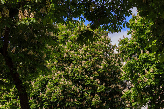 Blooming horse chestnut trees in a green park landscape, covered with tall white flower spikes, creating a fresh spring atmosphere and natural scenic background.