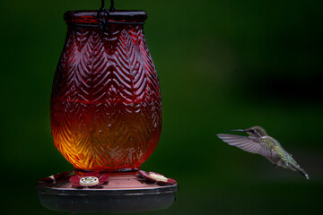 Fototapeta premium Red Glass Hummingbird Feeder with Hovering Hummingbird