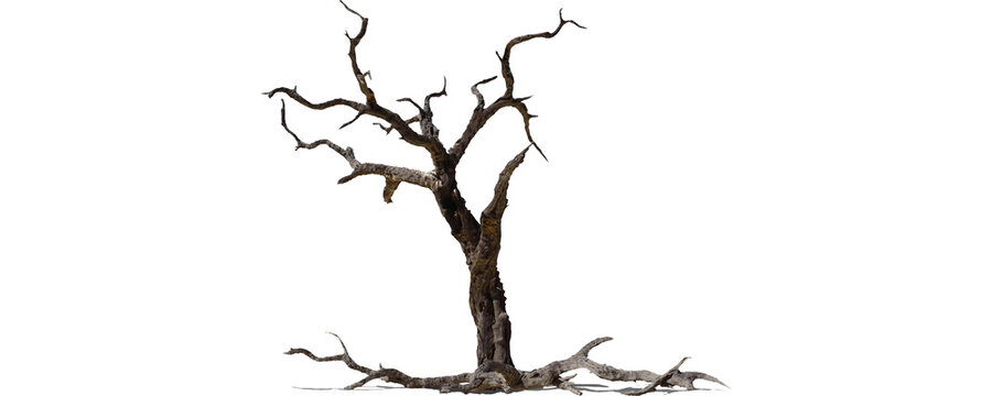 Untitled desigDry Tree Skeleton Branches
Dead Tree Isolated on White
Rustic Bare Tree Silhouetten - 31
