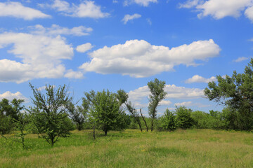 Fototapeta premium Vibrant green meadow under a bright blue sky with fluffy white clouds