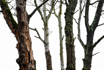 Naklejka premium A row of diverse trees, including a thick-barked trunk and several white-barked birches, stands against a bright white background.
