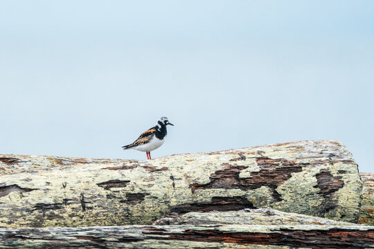 View of a Ruddy Turnstone perched on weathered driftwood logs under a clear pale sky at Poolepynten, Svalbard, Svalbard and Jan Mayen.