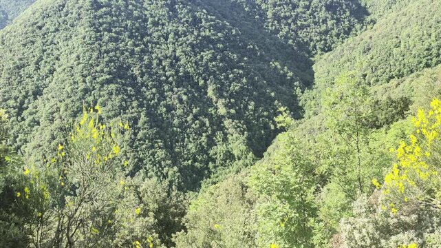 Paesaggio montano ricoperto da vegetazione fitta e tonalit&agrave; di verde intenso, con pendii ripidi e natura rigogliosa, ideale per progetti dedicati all&rsquo;ambiente, escursionismo, turismo e paesaggi
