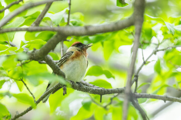 Fototapeta premium Male bay-breasted warbler (Setophaga castanea)