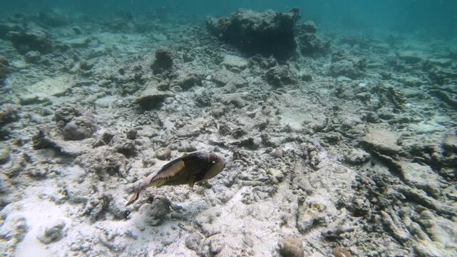 Though titan triggerfish are usually wary of divers and snorkelers, females can be territorial and aggressive around their nests during the reproduction season
