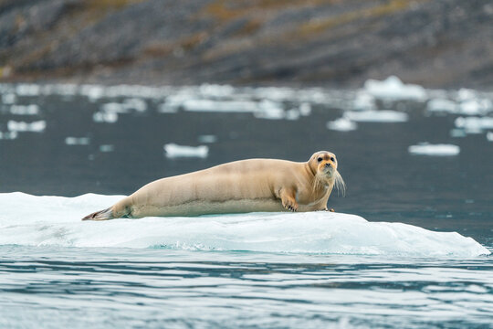 View of a bearded seal resting on a floating ice floe in the cold arctic waters with rocky mountains in the background Svalbard and Jan Mayen.
