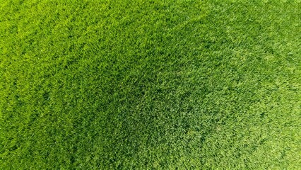 Fototapeta premium Top view of green grass surface background