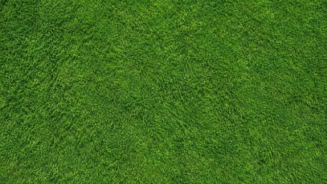 Top view of green grass surface background