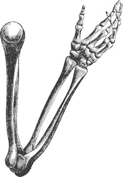 Vintage anatomical engraving of human arm bones and elbow joint